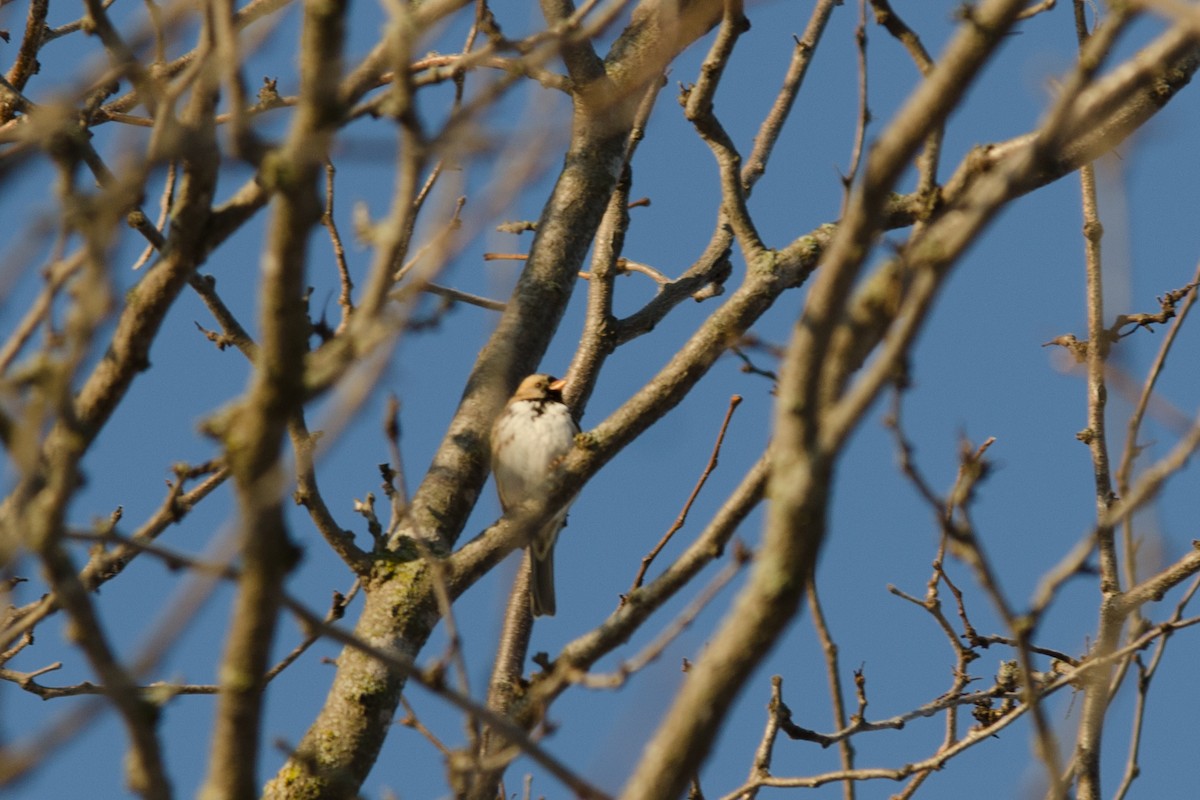 Harris's Sparrow - ML203229611