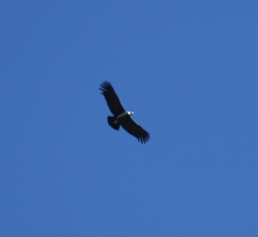 Andean Condor - Paul Salaman