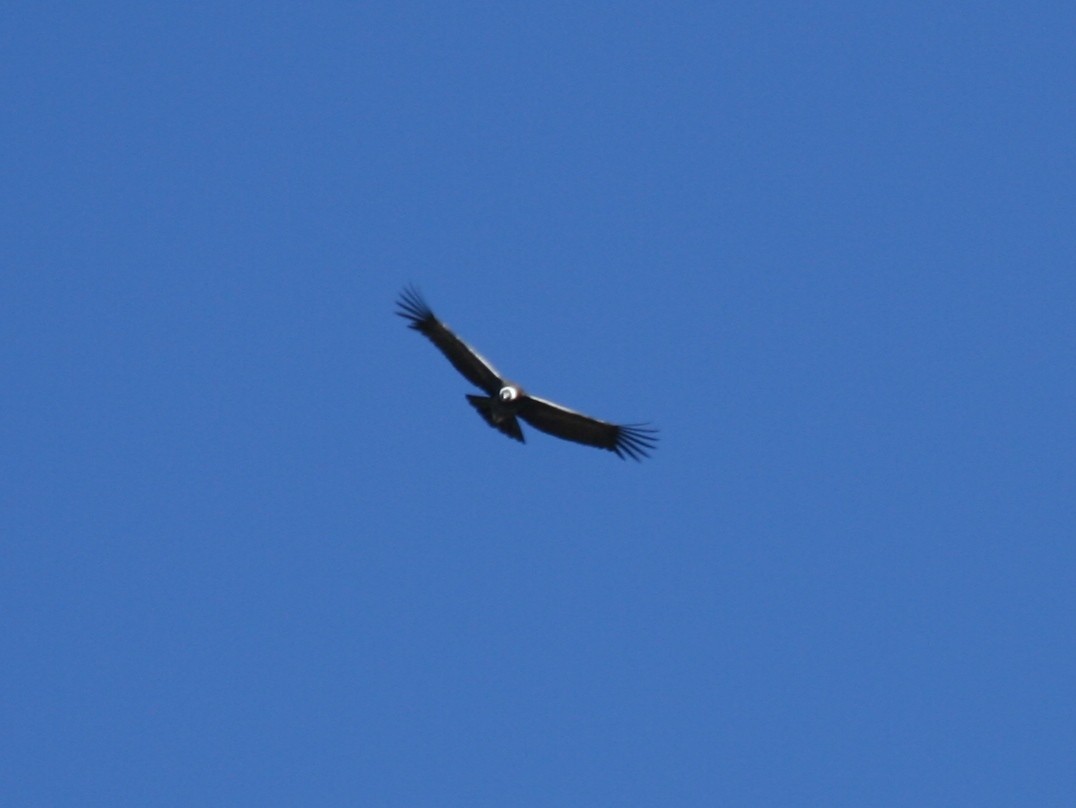 Andean Condor - ML203229791