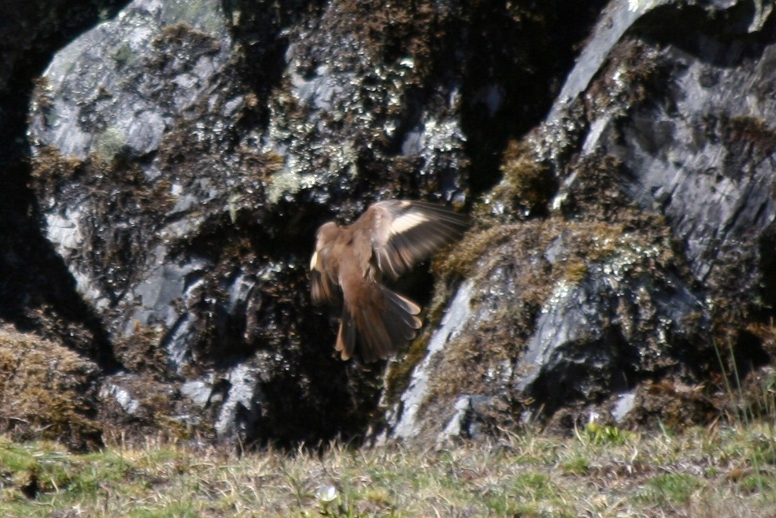 Cream-winged Cinclodes - ML203230161