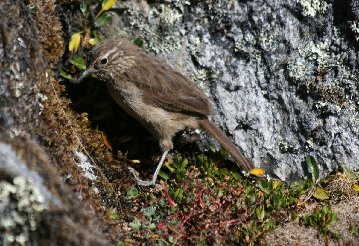 Streak-throated Canastero - ML203230471