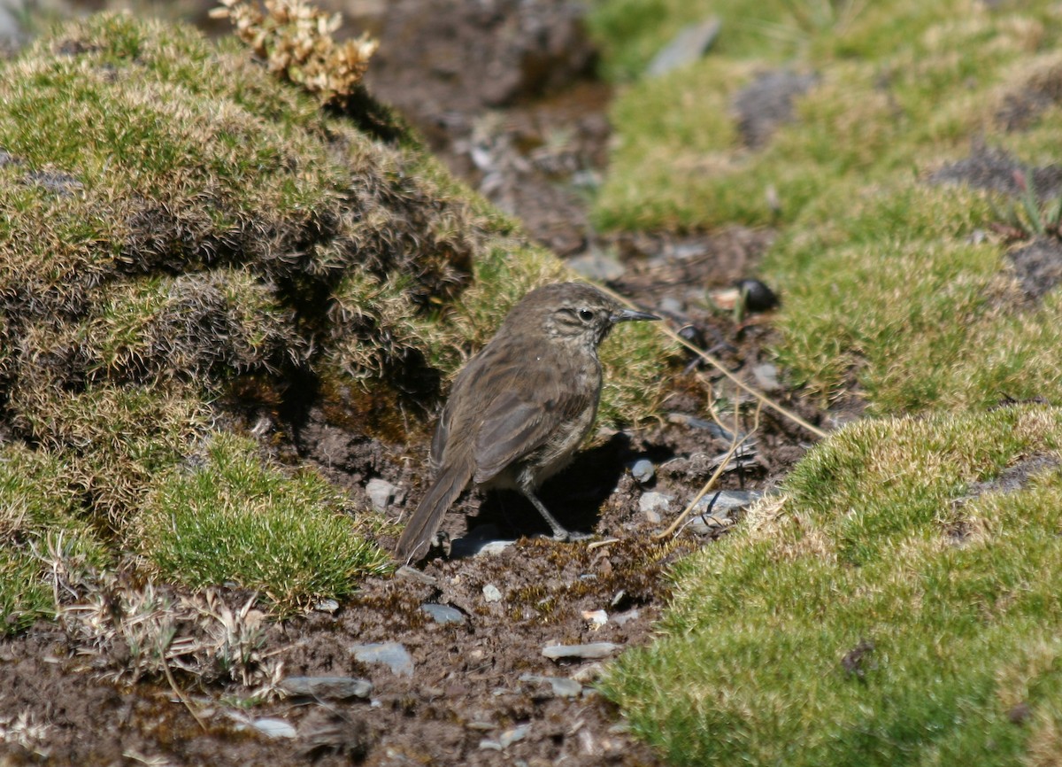 Streak-throated Canastero - ML203230481