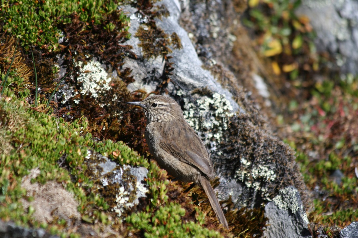 Streak-throated Canastero - ML203230521