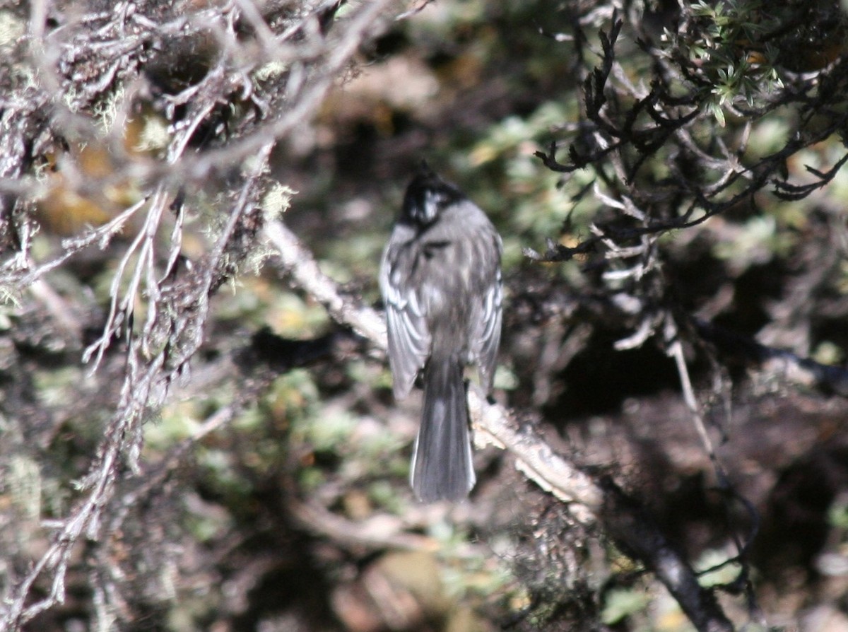 Ash-breasted Tit-Tyrant - ML203230561