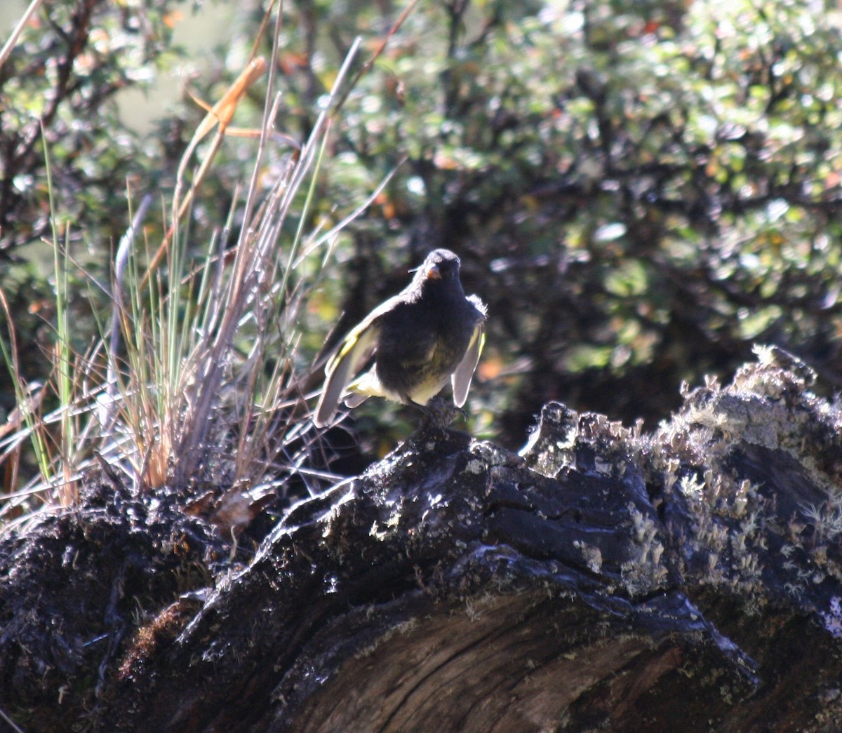 Black Siskin - Paul Salaman