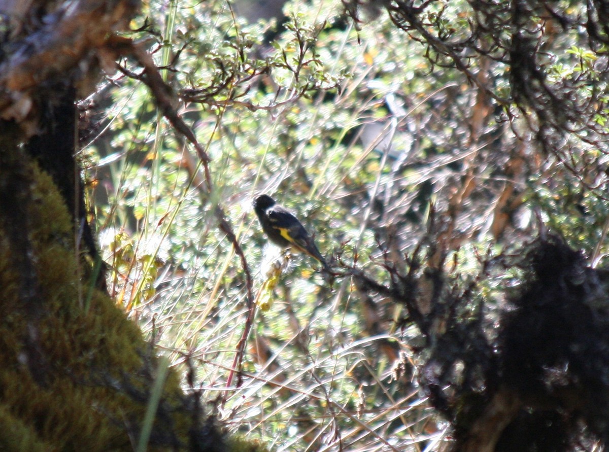 Black Siskin - ML203230681