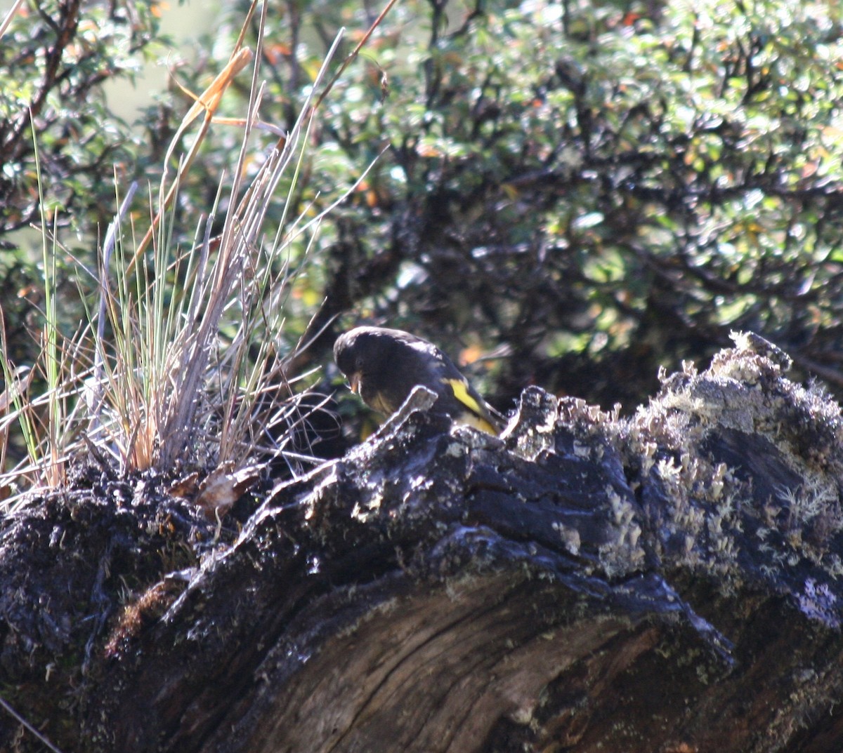 Black Siskin - ML203230701