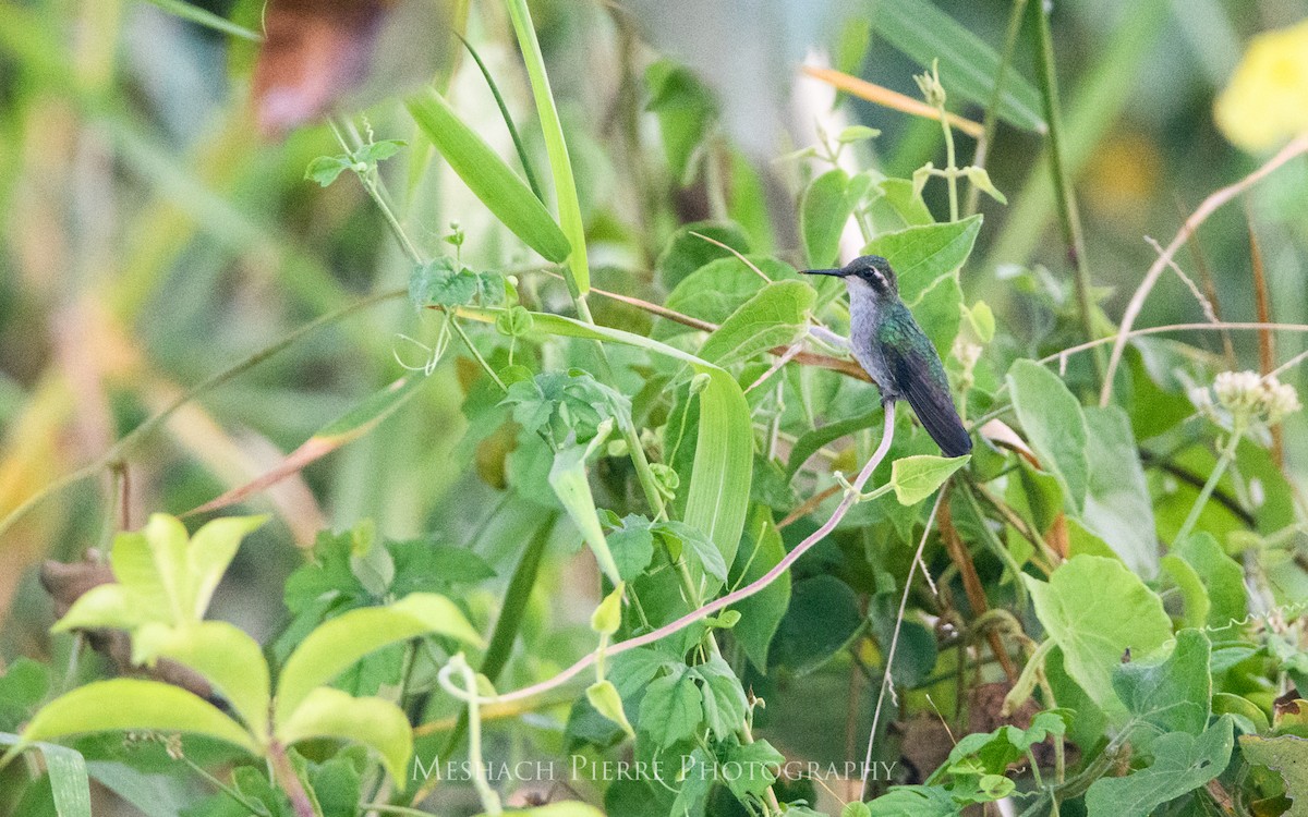 Blue-tailed Emerald - ML203230961