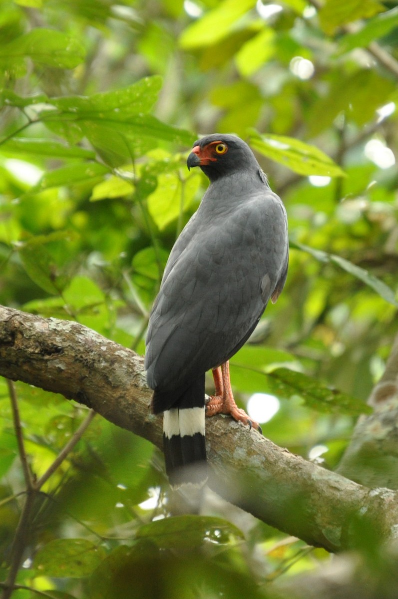 Slate-colored Hawk - Sebastian Herzog