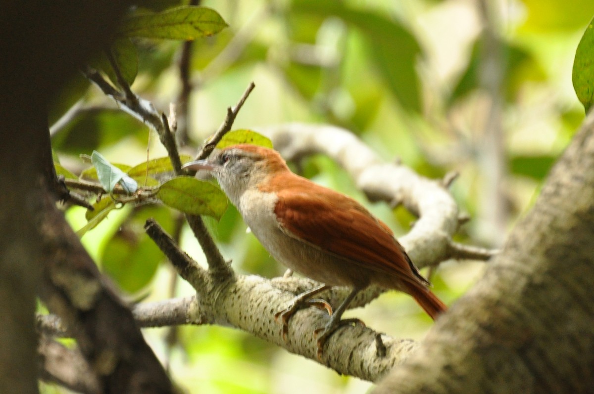 Rusty-backed Spinetail - ML20323161