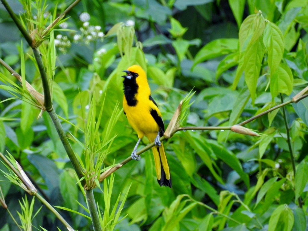 Yellow-tailed Oriole - ML203231951