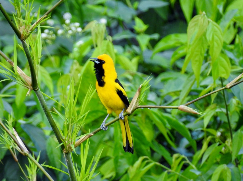 Yellow-tailed Oriole - ML203231971