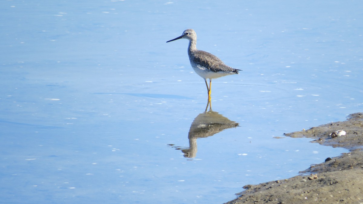 Lesser/Greater Yellowlegs - Bill Blauvelt