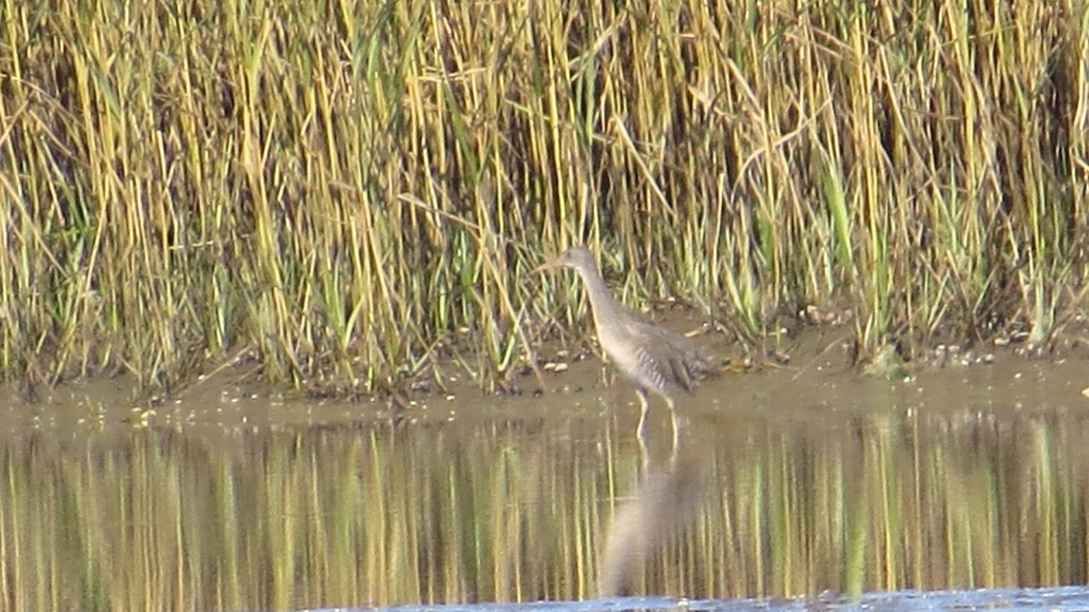 Clapper Rail - ML20323231