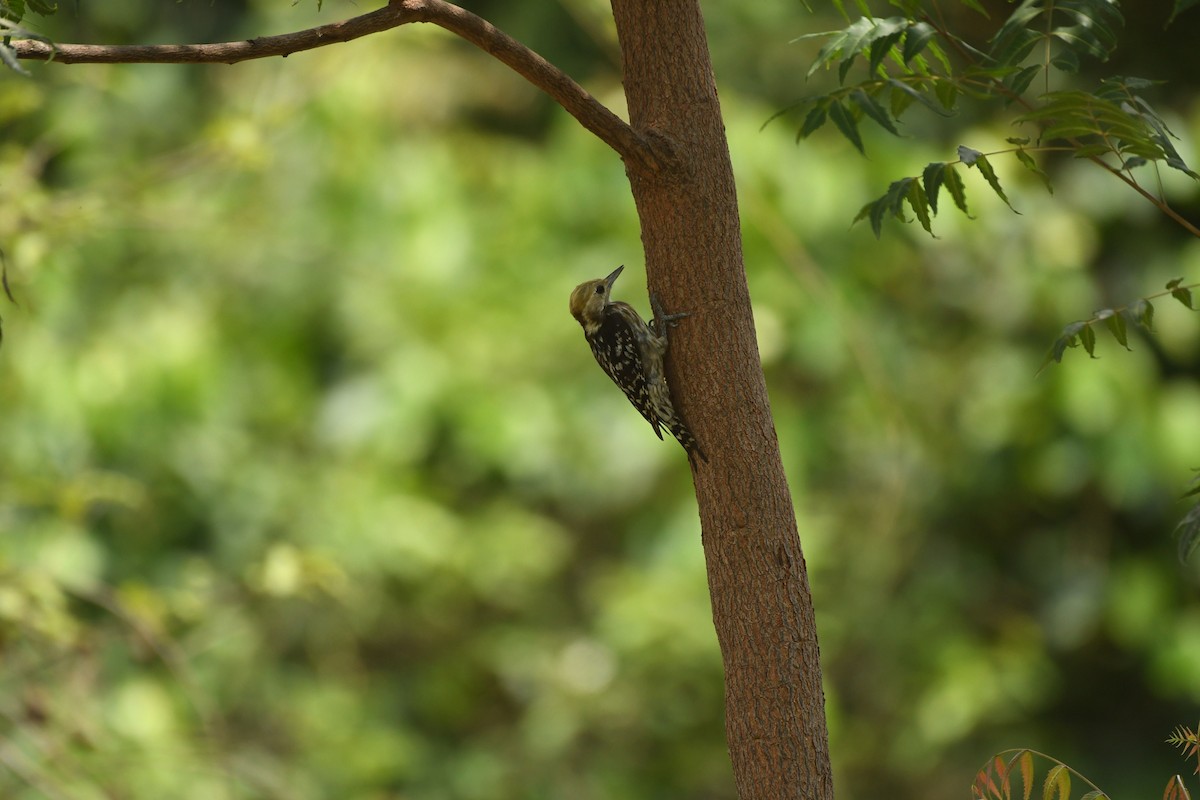 Yellow-crowned Woodpecker - ML203232351