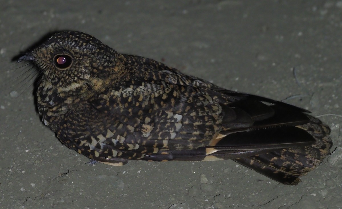 Band-winged Nightjar - ML203235181