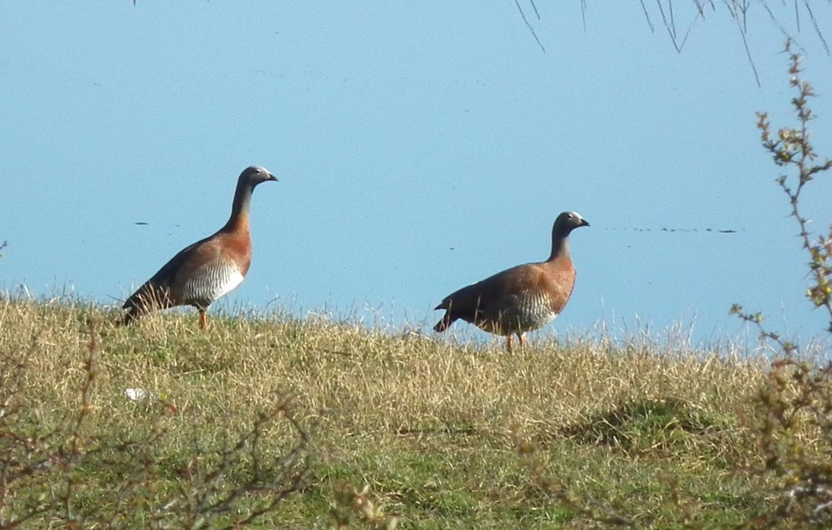 Ashy-headed Goose - ML20323531