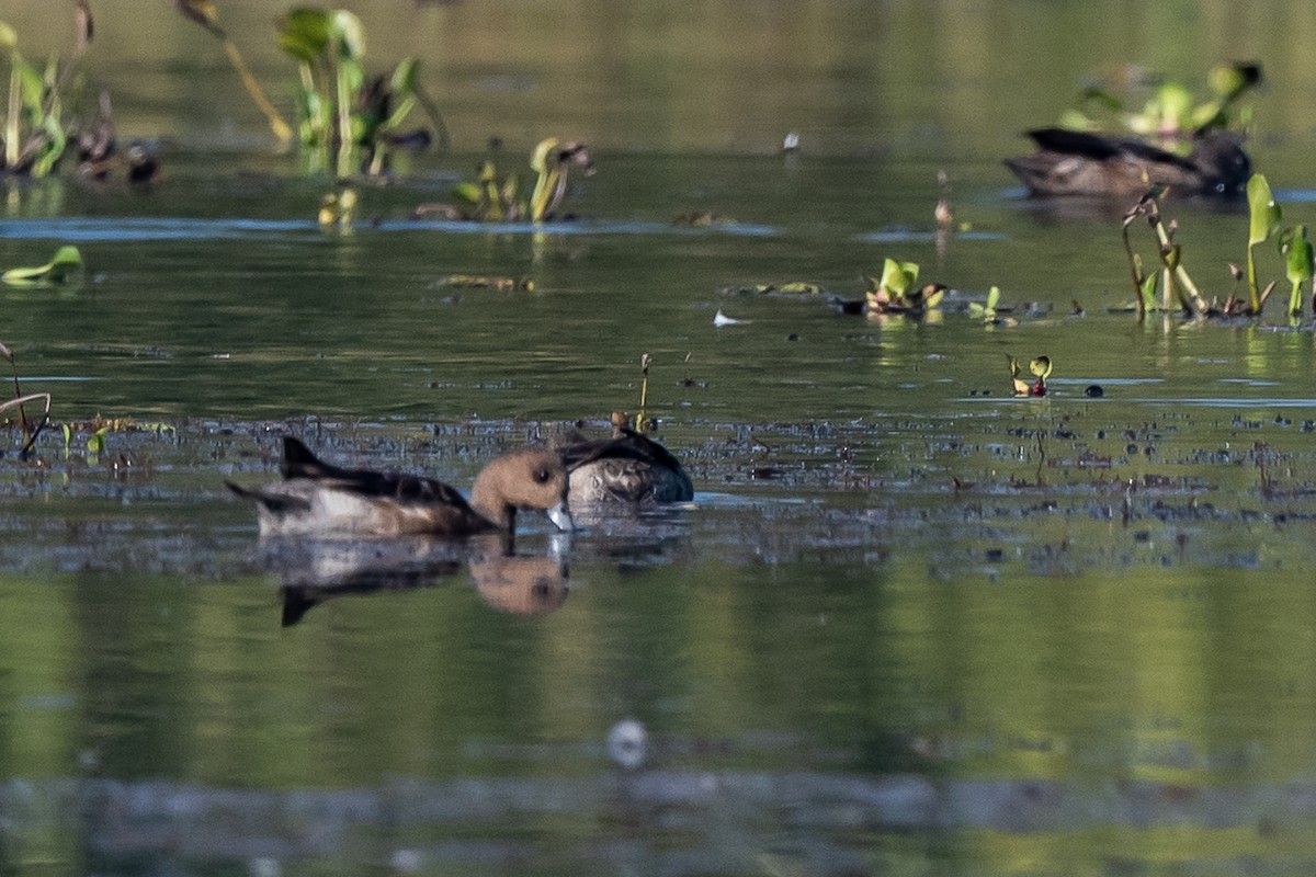 Eurasian Wigeon - Pattaraporn Vangtal