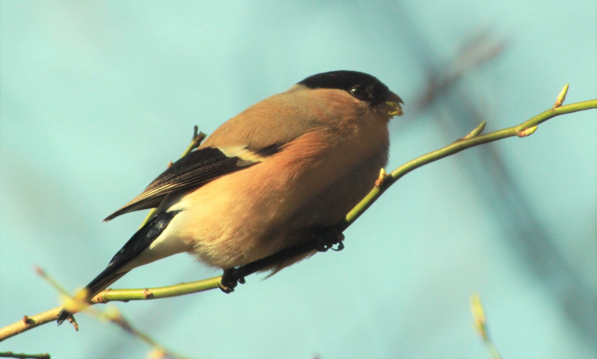 Eurasian Bullfinch - ML203235471