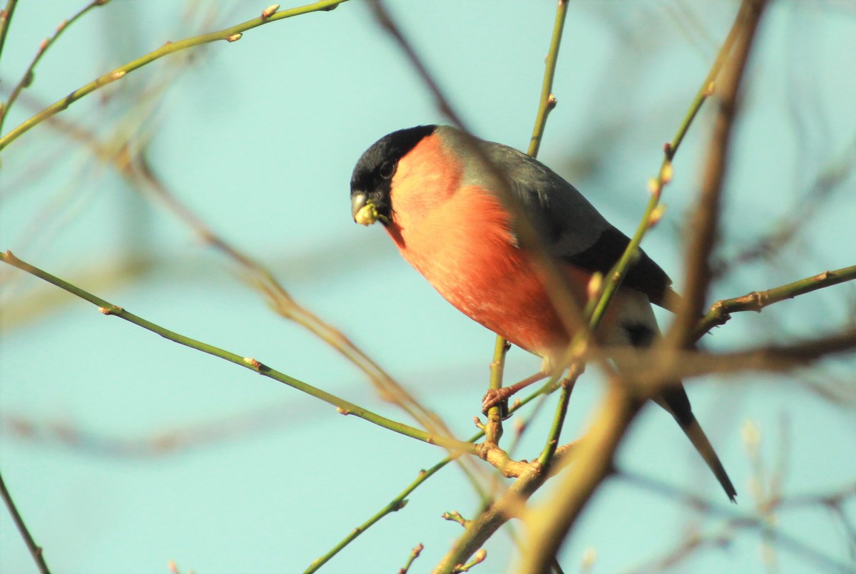 Eurasian Bullfinch - ML203235531