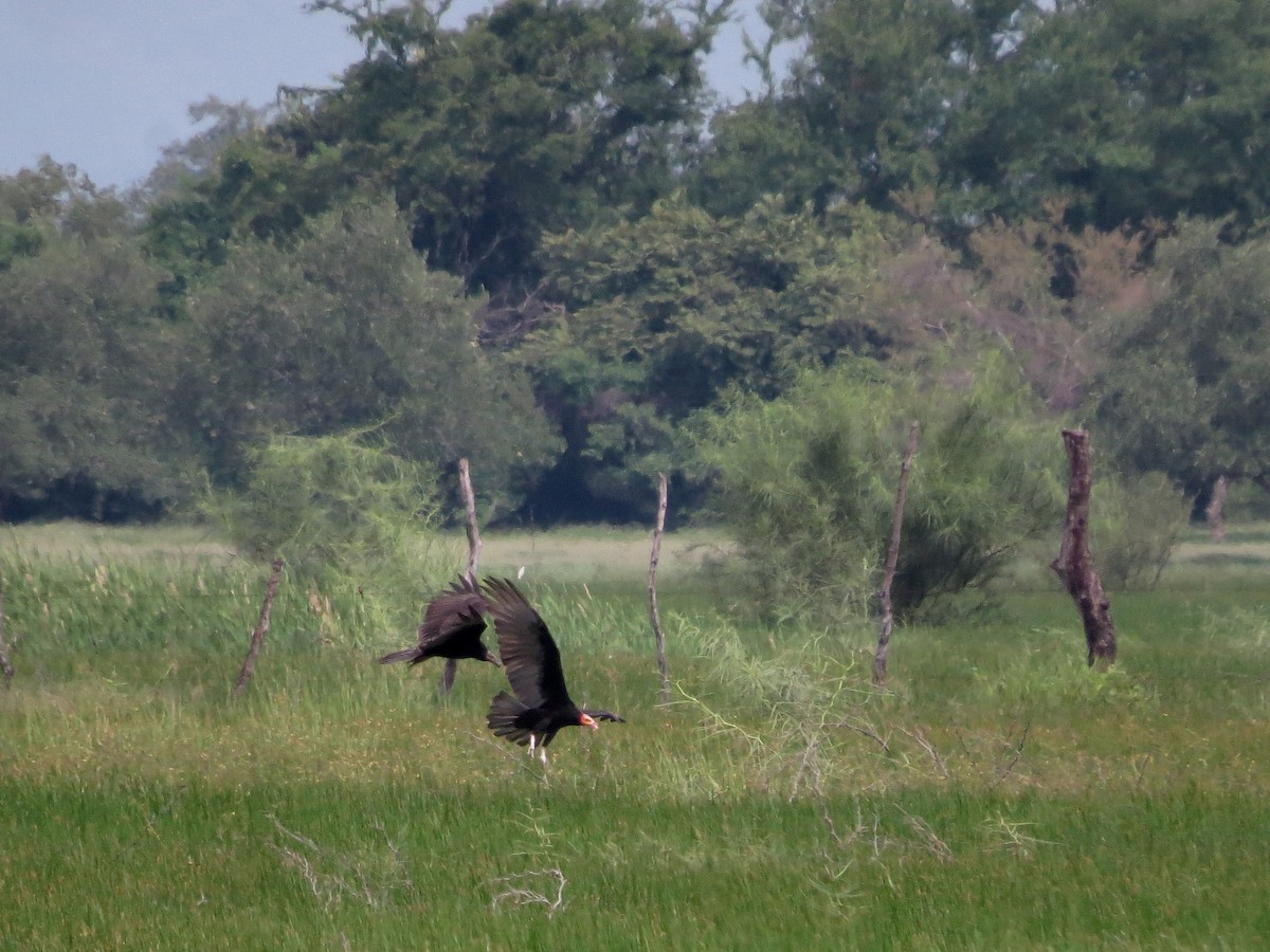 Lesser Yellow-headed Vulture - John van Dort