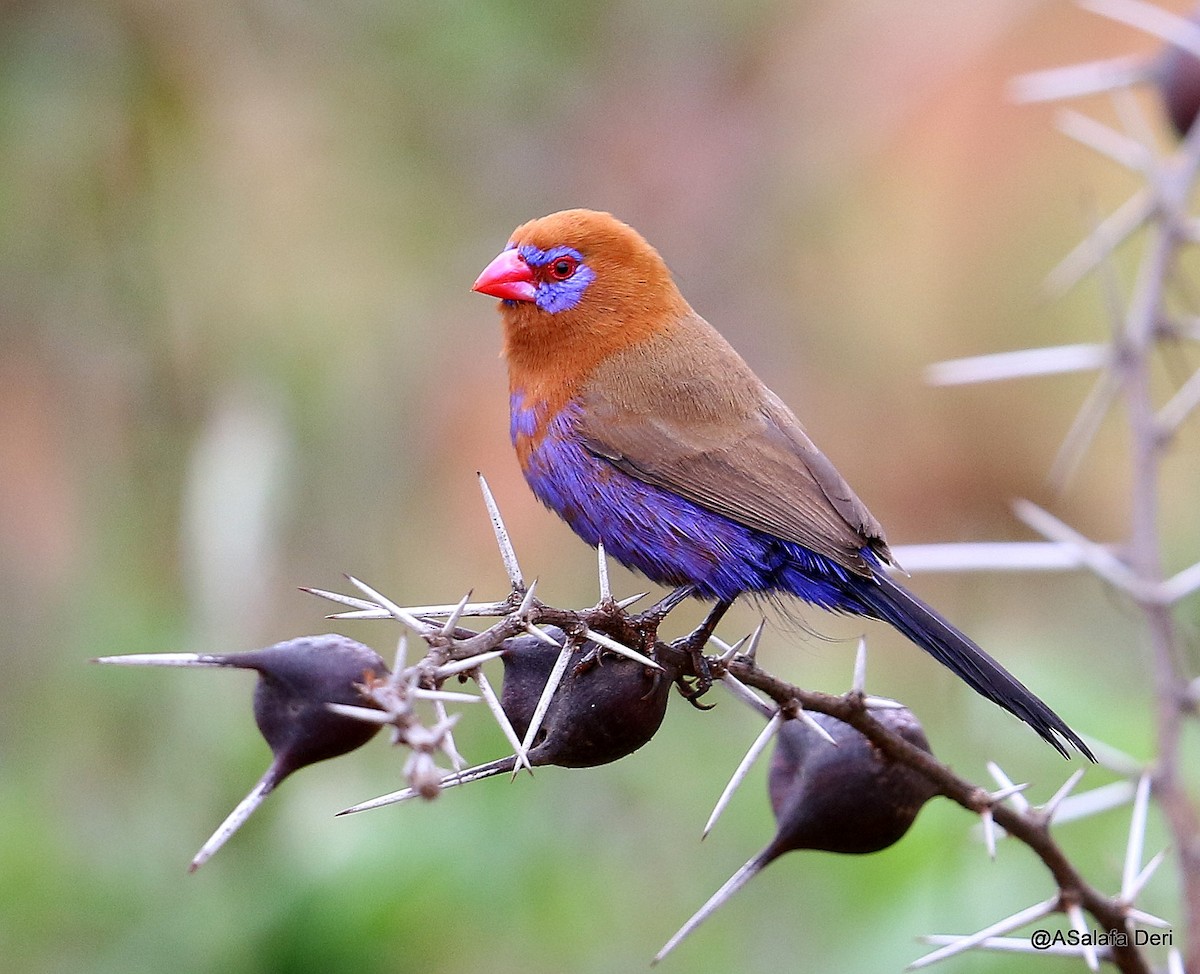 Purple Grenadier - Fanis Theofanopoulos (ASalafa Deri) 🐐