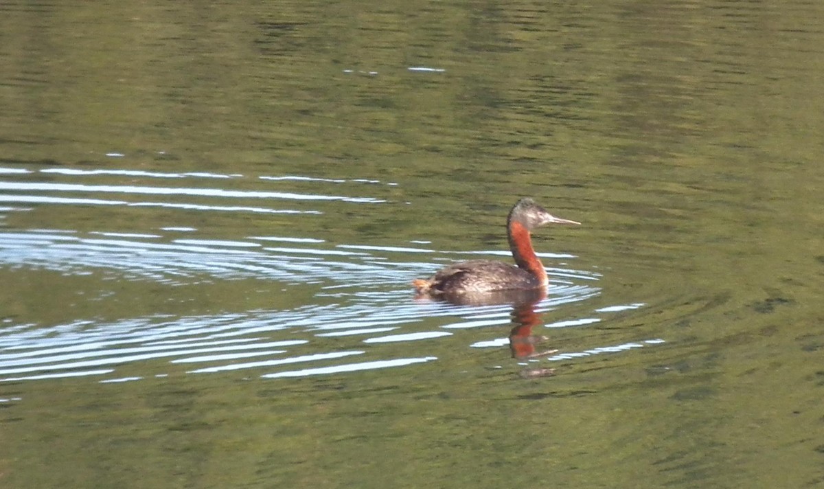 Great Grebe - ML20323631