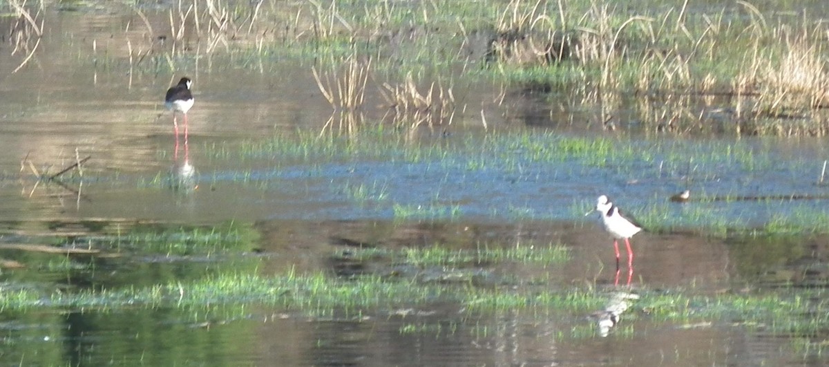 Black-necked Stilt - ML20323671