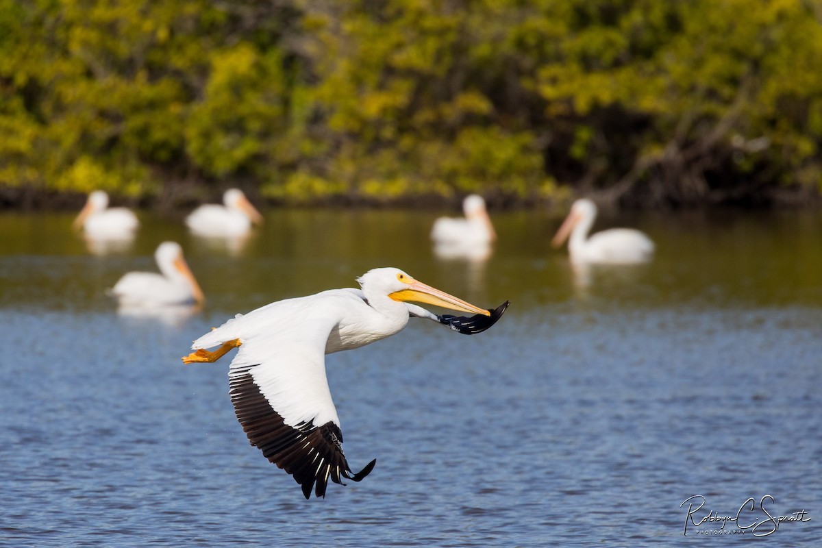 American White Pelican - ML203236971