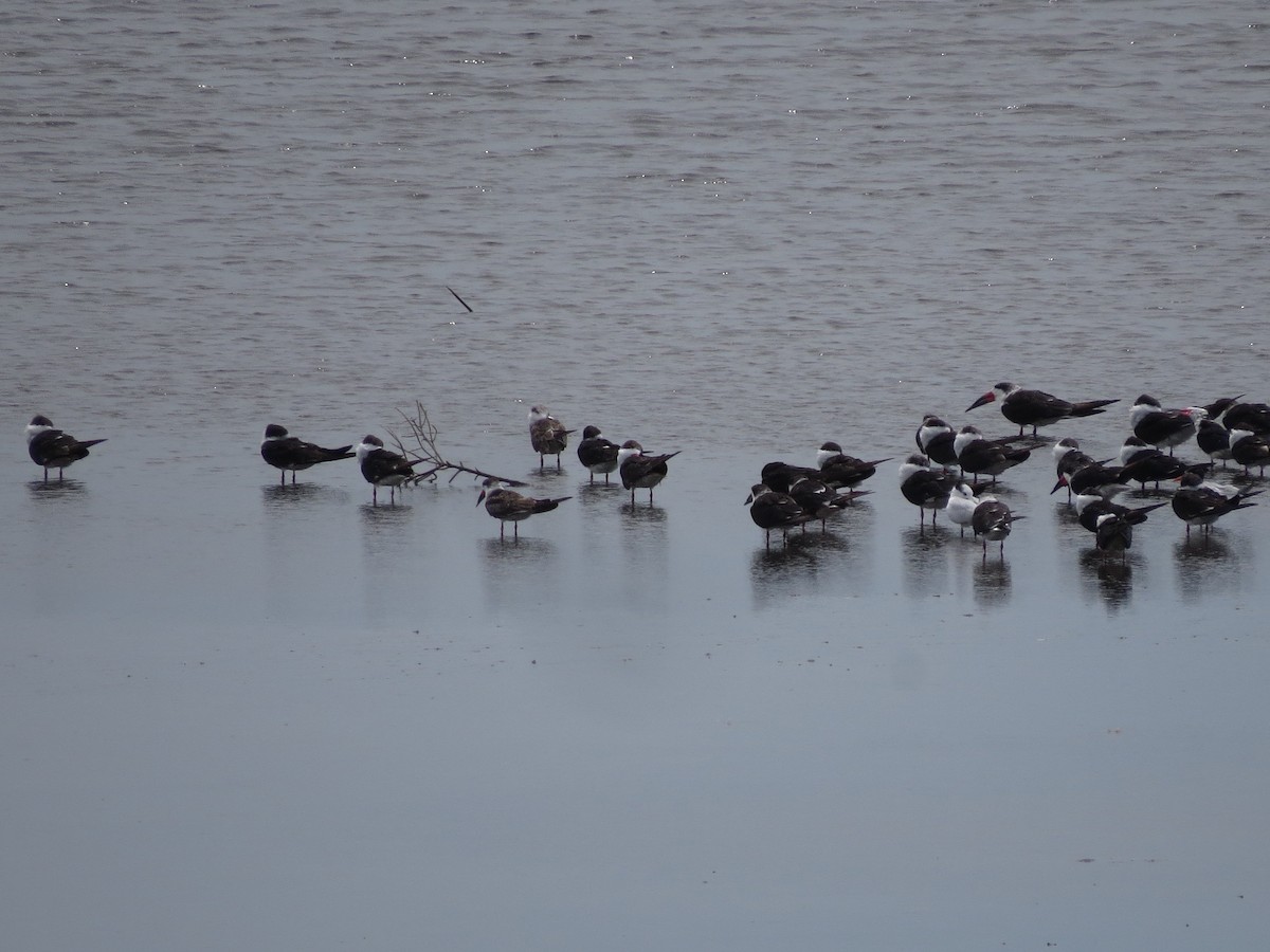 Black Skimmer - ML20323741