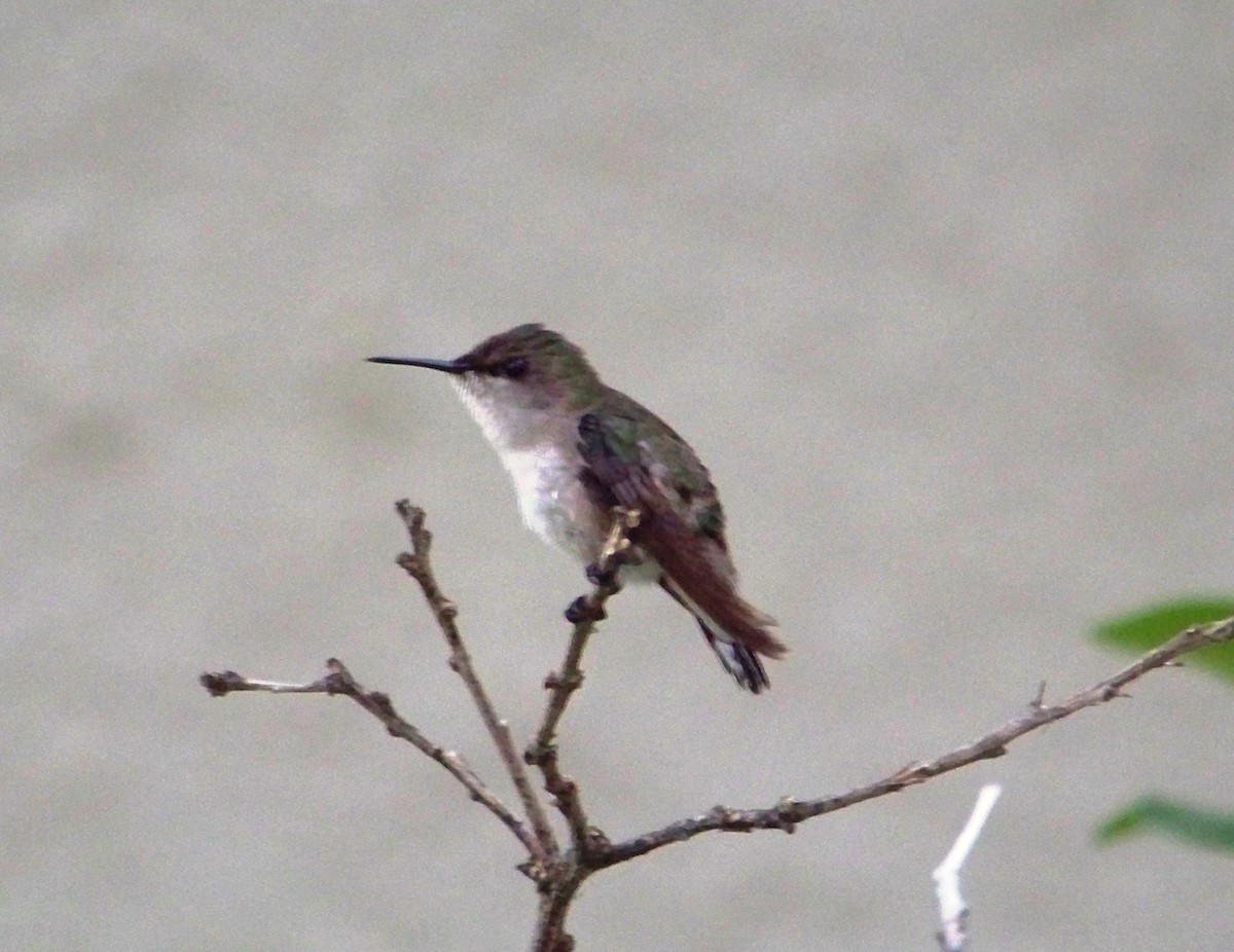 Vervain Hummingbird - ML203238501