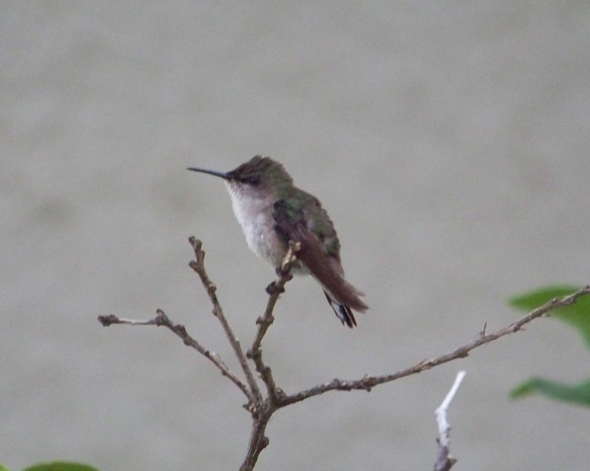 Vervain Hummingbird - ML203238511