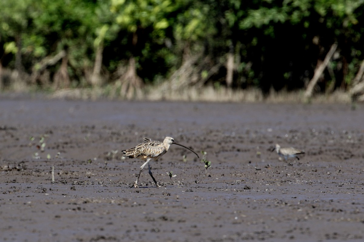 Long-billed Curlew - John van Dort