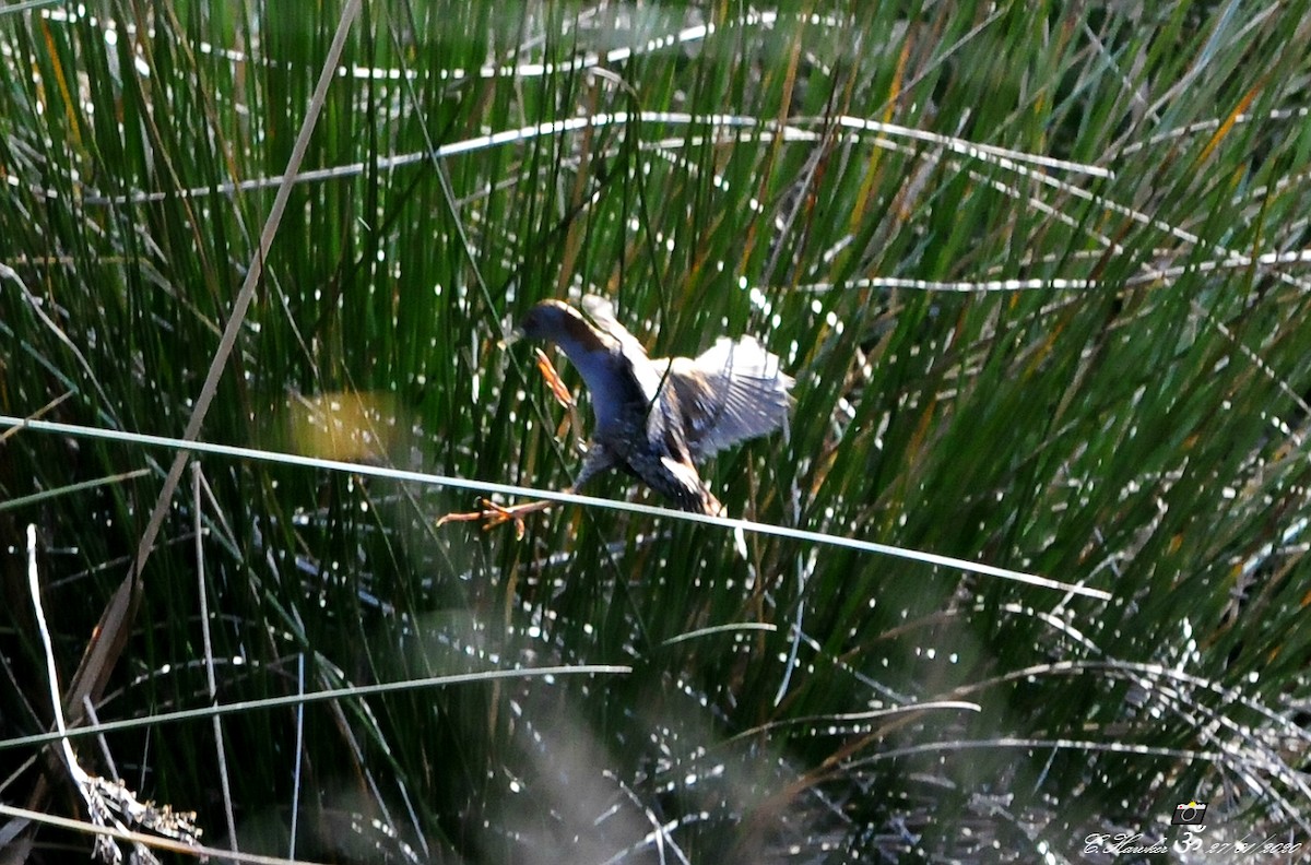 Baillon's Crake - ML203240051