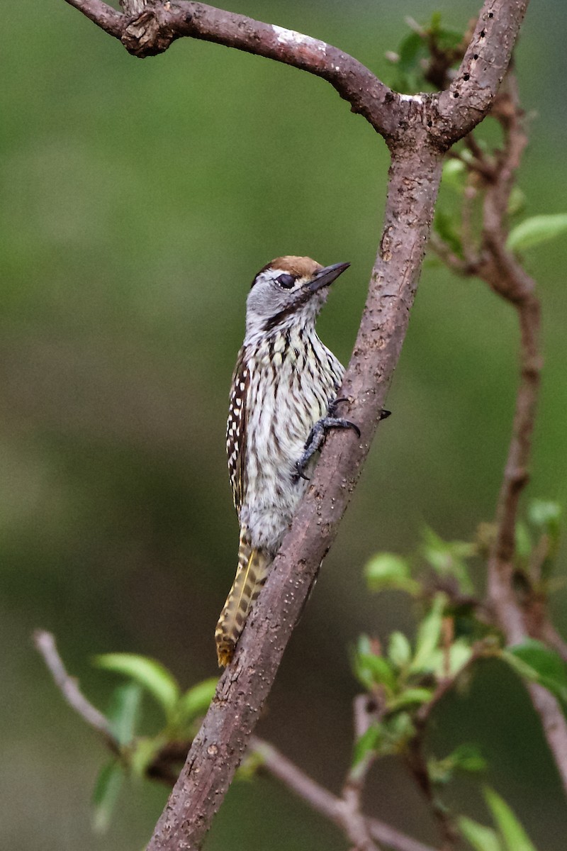 Cardinal Woodpecker - ML203241901