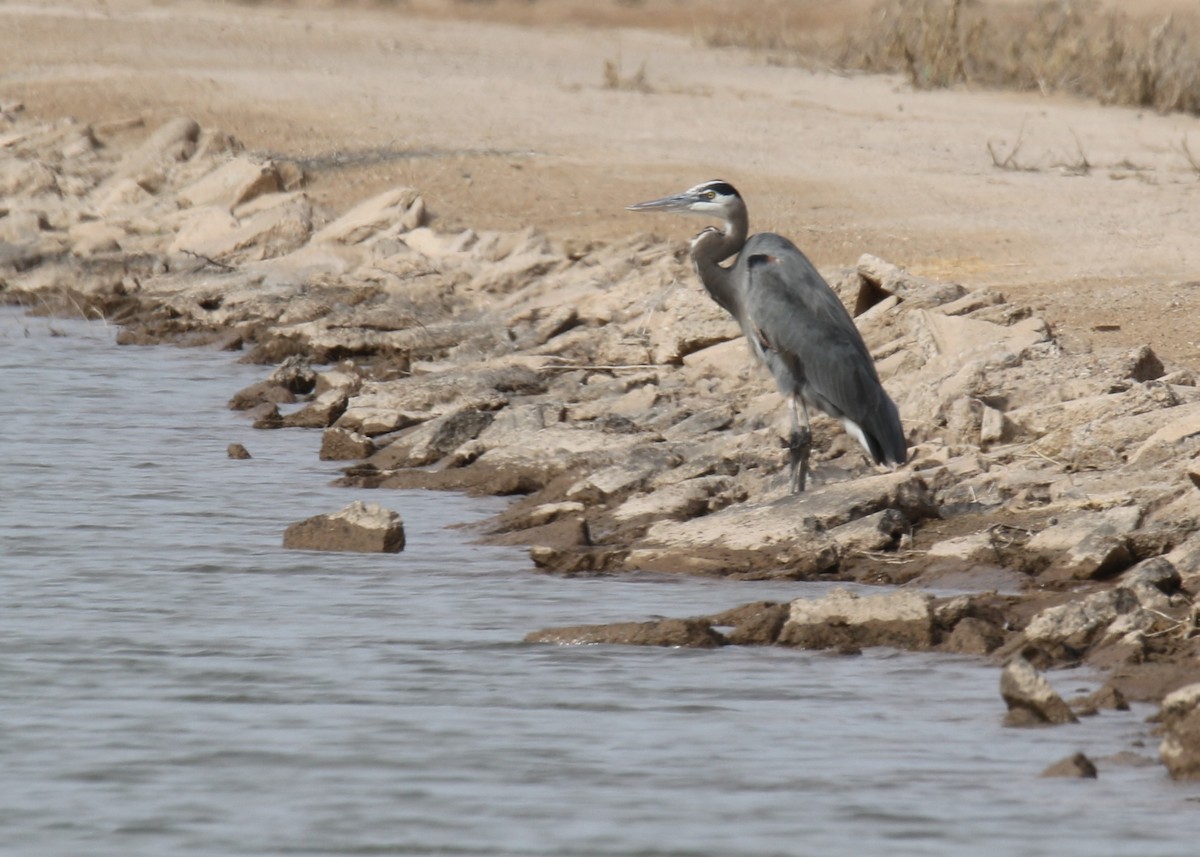 Great Blue Heron (Great Blue) - Louis Hoeniger