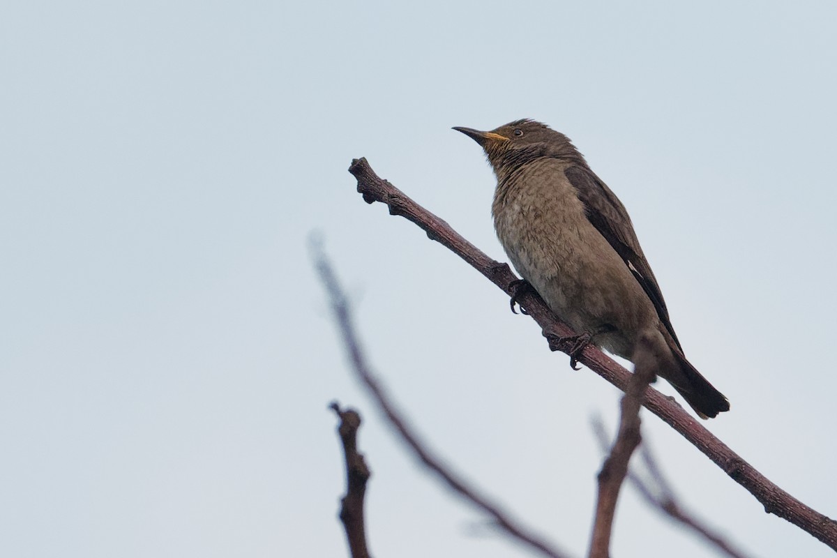 Spot-winged Starling - ML203244411