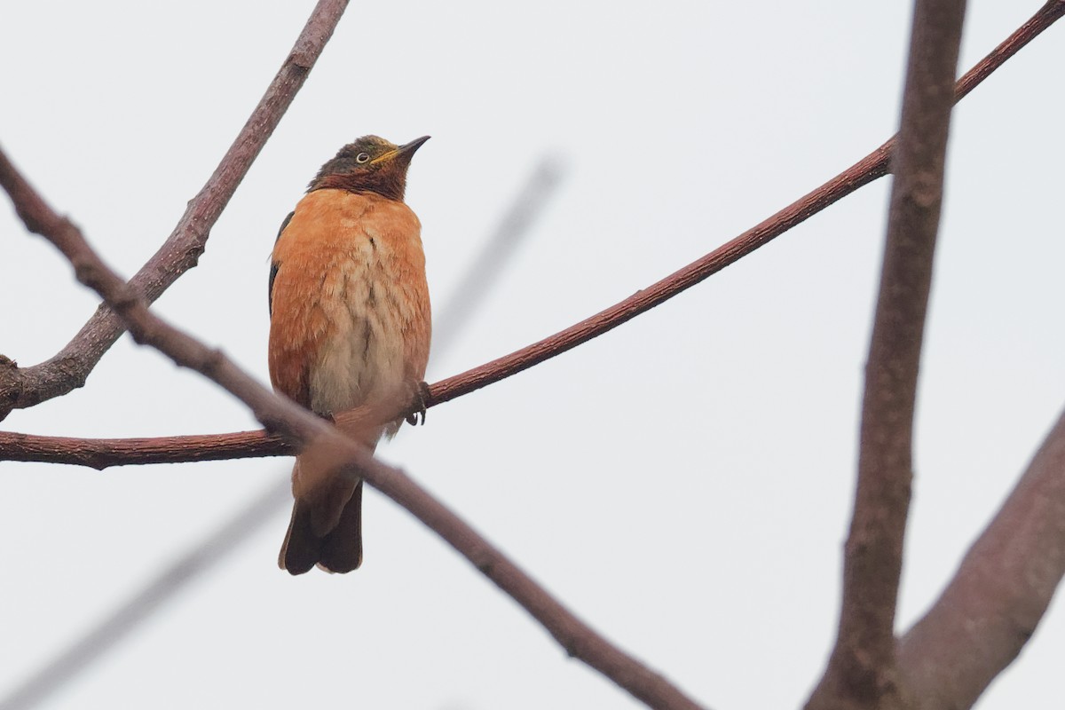 Spot-winged Starling - ML203244421