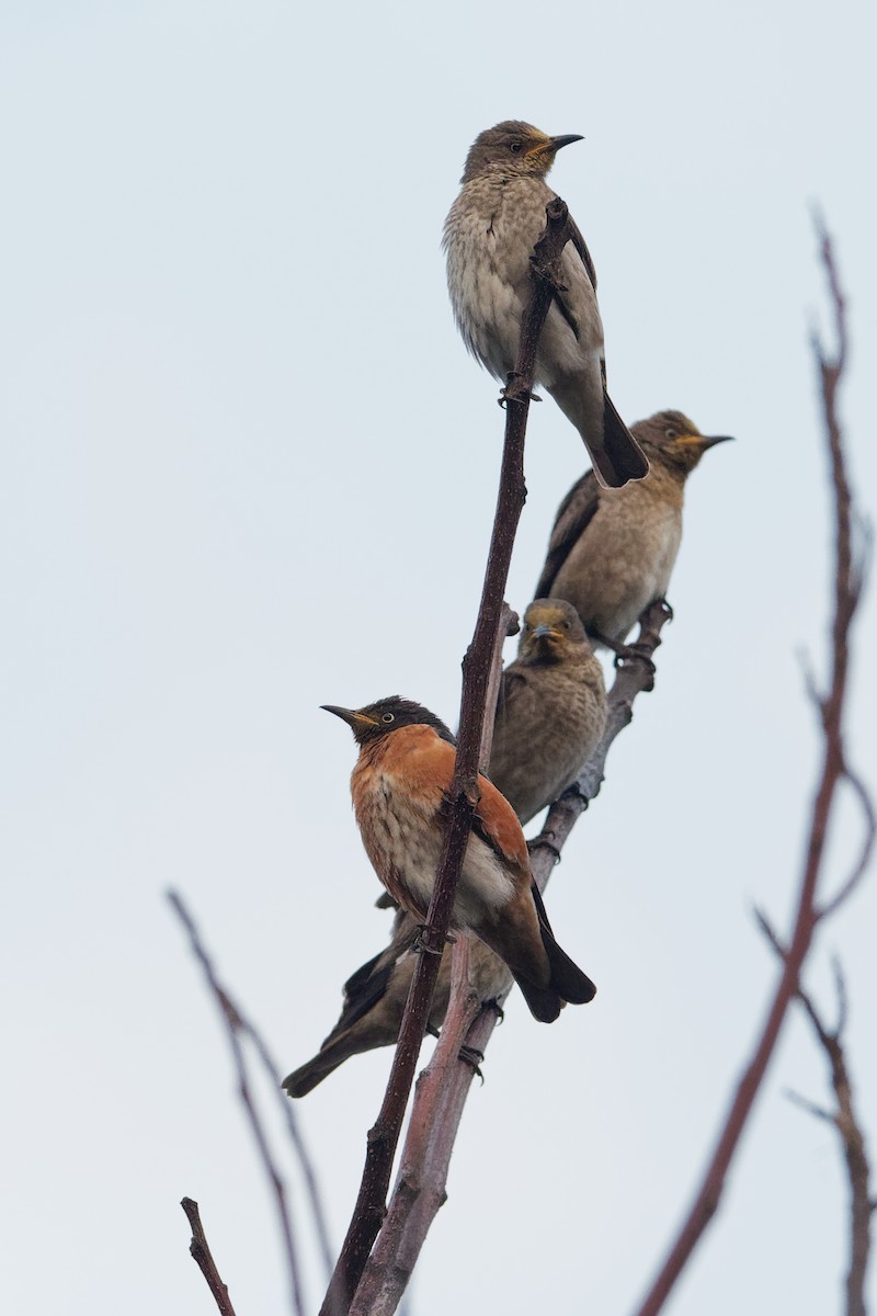 Spot-winged Starling - ML203244461