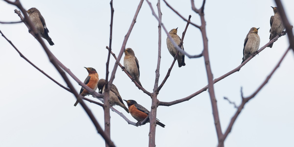 Spot-winged Starling - ML203244511