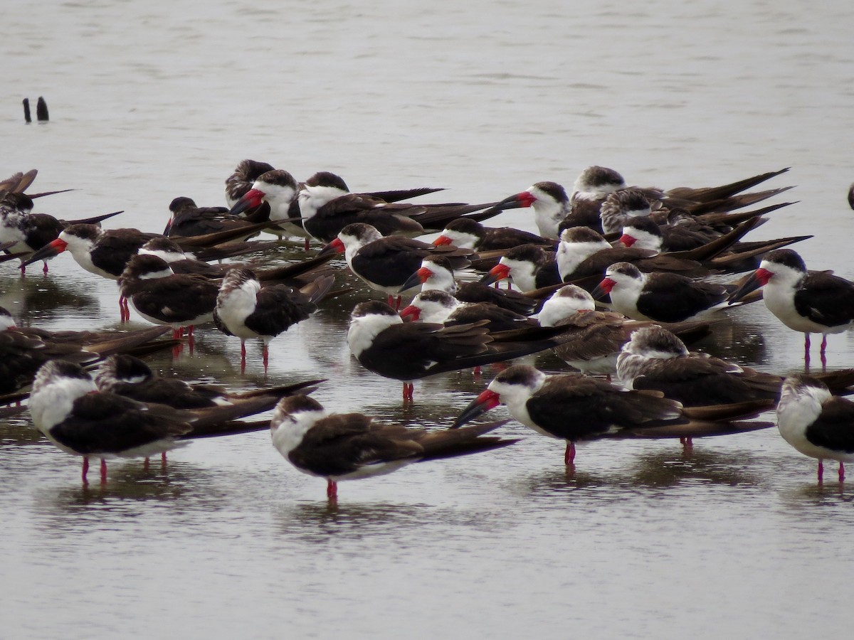 Black Skimmer - ML20324501