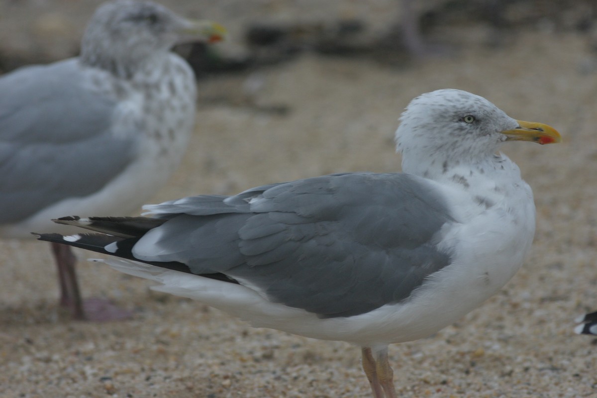 Herring x Lesser Black-backed Gull (hybrid) - ML203245141