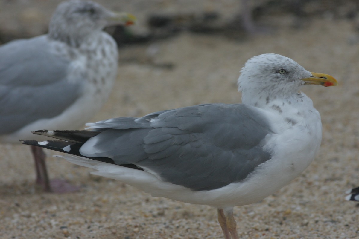 American Herring x Lesser Black-backed Gull (hybrid) - ML203245141