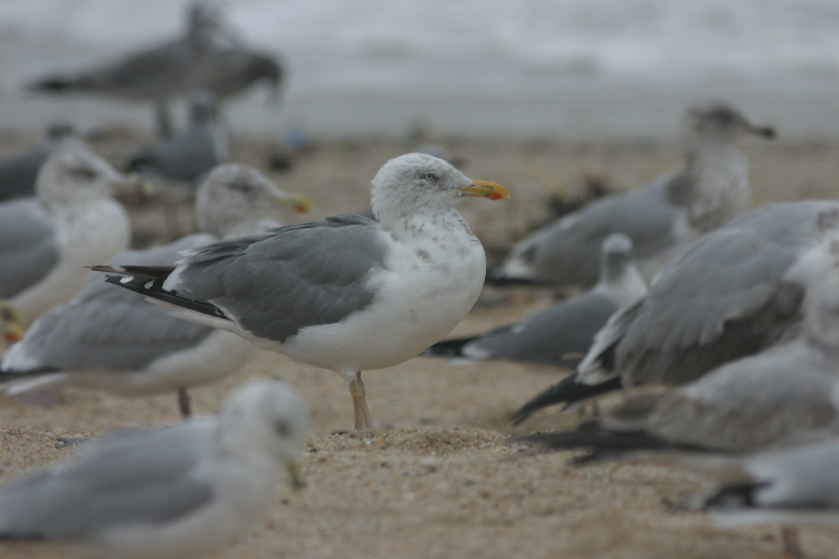 Herring x Lesser Black-backed Gull (hybrid) - ML203245151