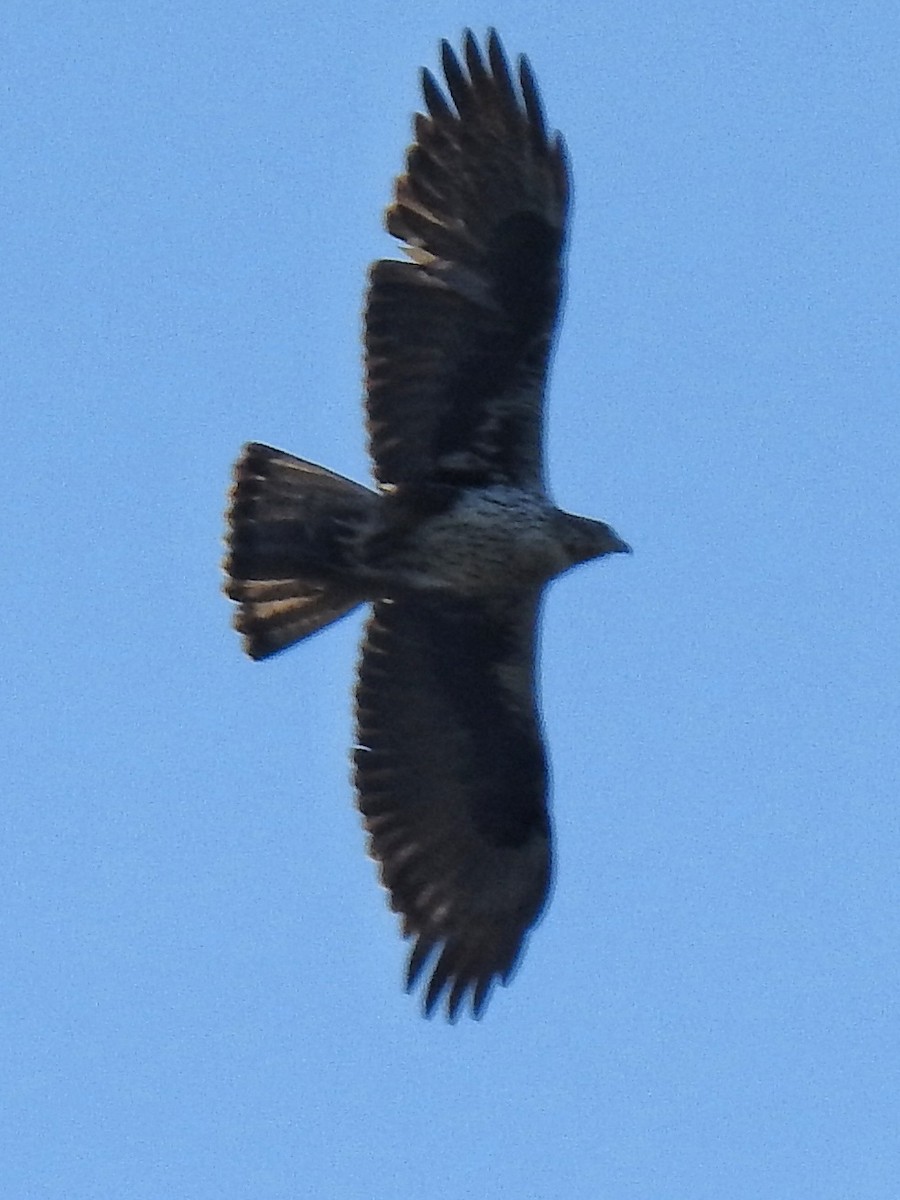 Bonelli's Eagle - ML203245441