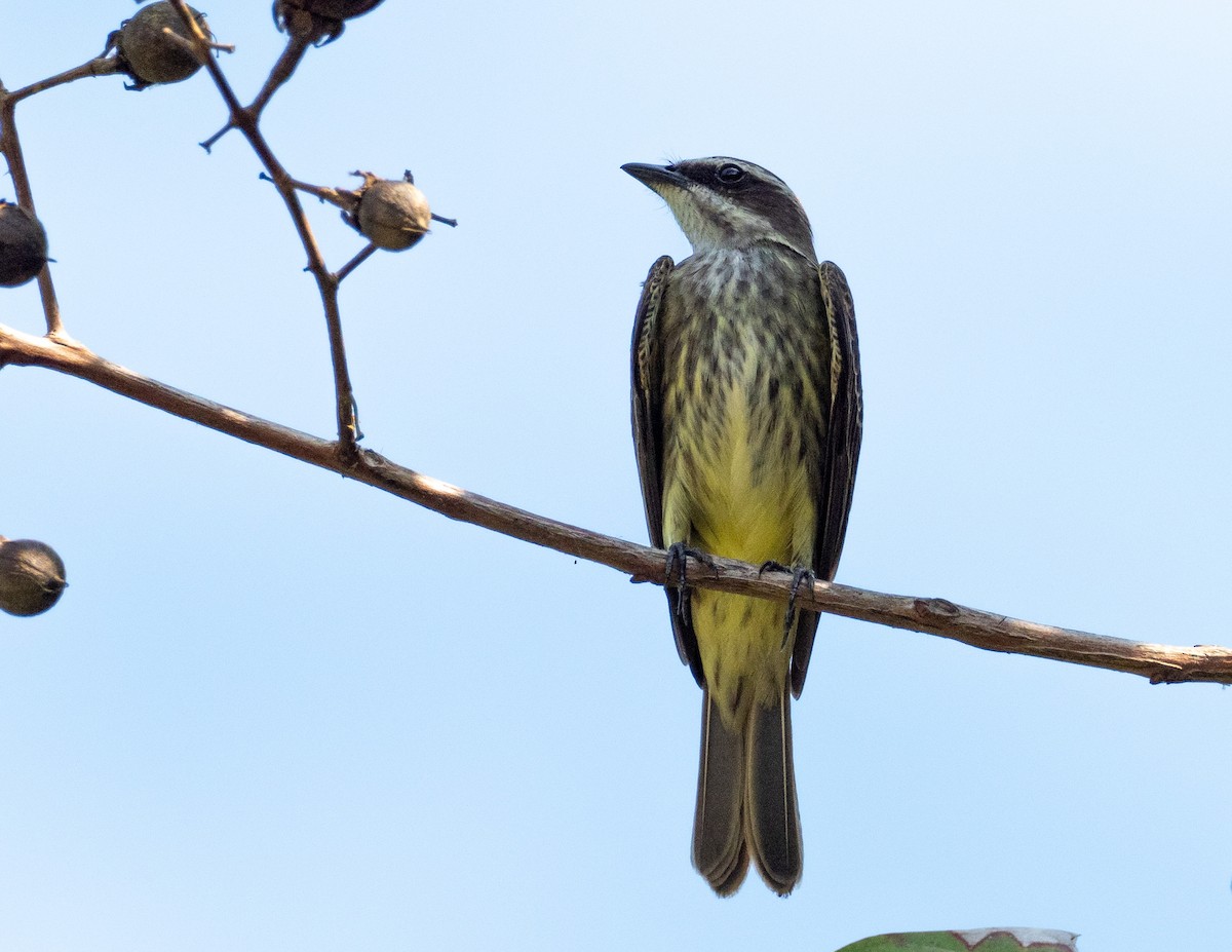 Piratic Flycatcher - ML203245751