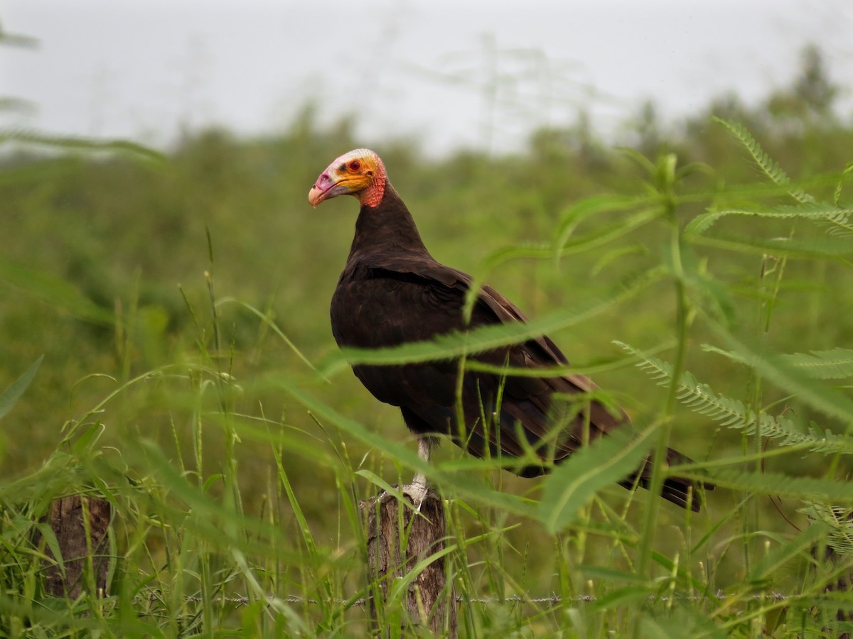 Lesser Yellow-headed Vulture - John van Dort