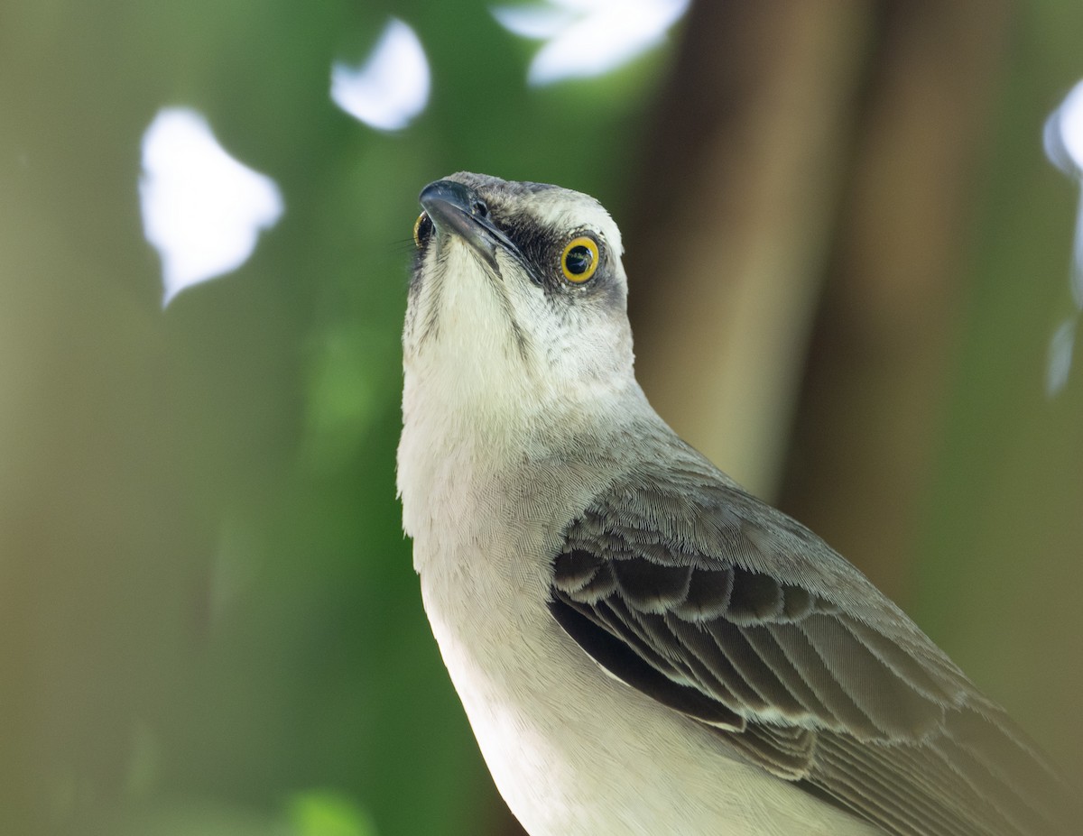 Tropical Mockingbird - ML203245921