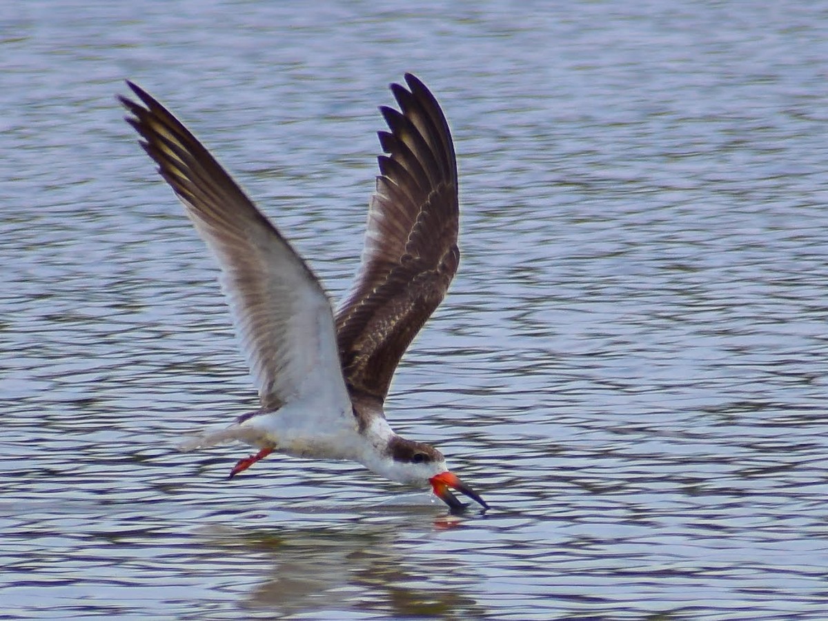 Black Skimmer - Claudio Martin