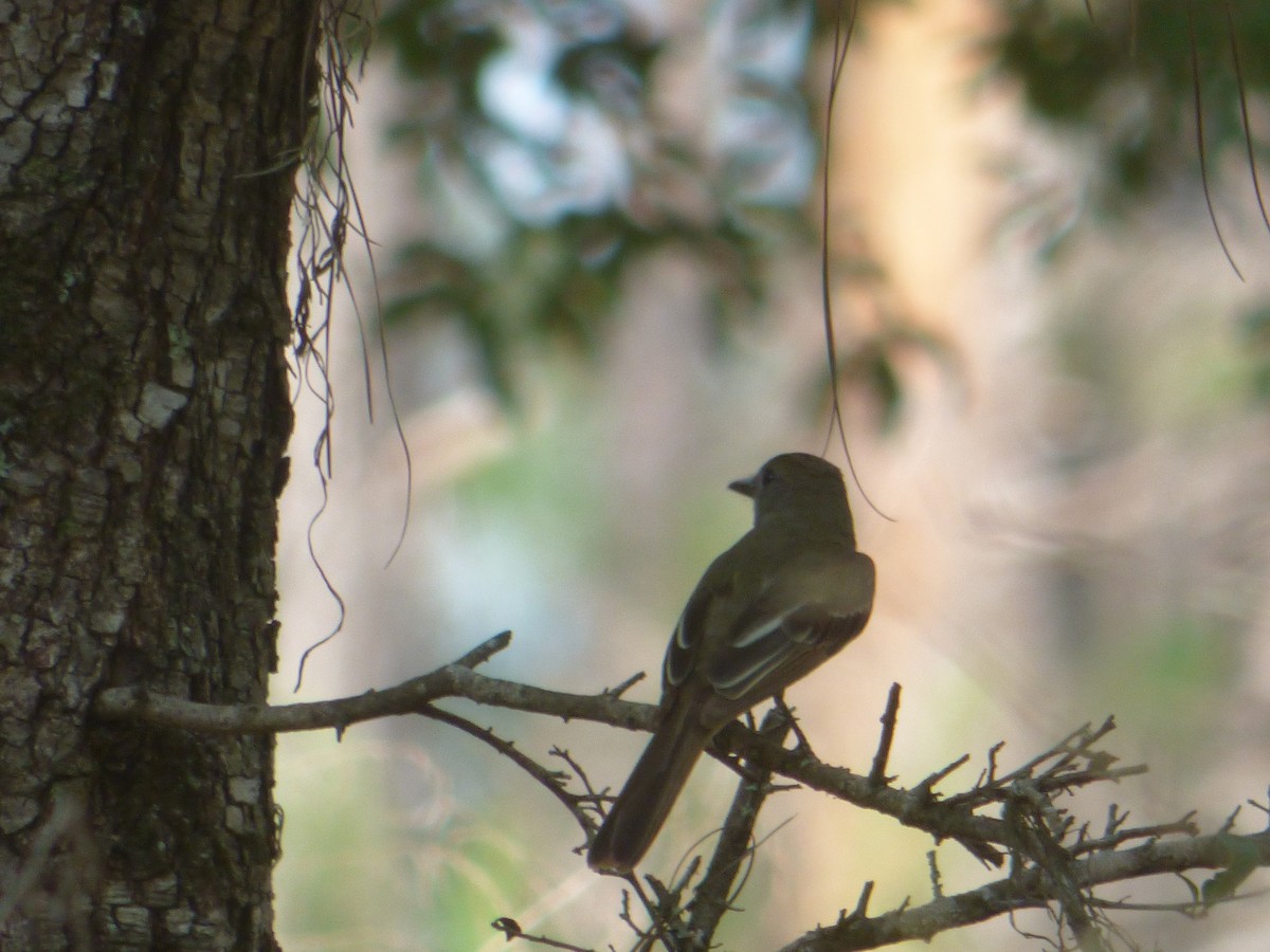 Great Crested Flycatcher - ML203248731